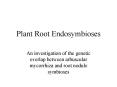 Plant Root Endosymbioses PowerPoint PPT Presentation
