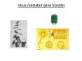 Virus-mediated gene transfer PowerPoint PPT Presentation