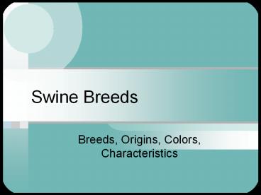 Swine Breeds