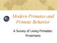 Modern Primates and Primate Behavior A Survey of Living PowerPoint PPT Presentation
