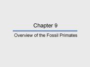 Overview of the Fossil Primates