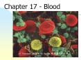 Chapter 17 - Blood PowerPoint PPT Presentation