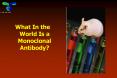 What In the World Is a Monoclonal Antibody? PowerPoint PPT Presentation