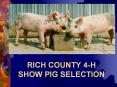 RICH COUNTY 4-H SHOW PIG SELECTION PowerPoint PPT Presentation