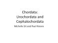 Chordata: Urochordata and Cephalochordata PowerPoint PPT Presentation