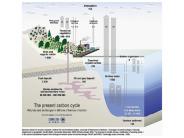 Oceanic Carbon Cycle