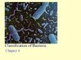 Classification of Bacteria PowerPoint PPT Presentation