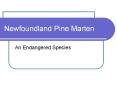 Newfoundland Pine Marten PowerPoint PPT Presentation