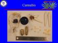 Cannabis PowerPoint PPT Presentation