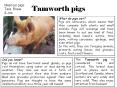 Tamworth pigs Meet our pigs: Tara, Rosie & Jim What do pigs PowerPoint PPT Presentation