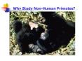 Why Study Non-Human Primates? PowerPoint PPT Presentation