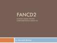 FANCD2 FANCONI ANEMIA PROTEIN COMPLEMENTATION GROUP D2 PowerPoint PPT Presentation