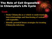 The Role of Cell Organelles in Chlamydia