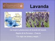 Lavanda