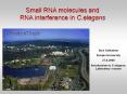 Small RNA molecules and RNA interference in C.elegans PowerPoint PPT Presentation