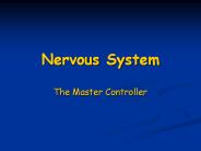 Nervous System
