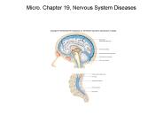 Micro. Chapter 19, Nervous System Diseases