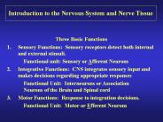 Introduction to the Nervous System and Nerve Tissue