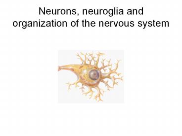 Neurons, neuroglia and organization of the nervous system