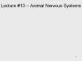 Lecture 13 – Animal Nervous Systems PowerPoint PPT Presentation