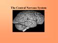 The Central Nervous System PowerPoint PPT Presentation