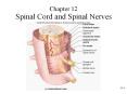 Spinal Cord and Spinal Nerves PowerPoint PPT Presentation