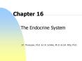 The Endocrine System PowerPoint PPT Presentation
