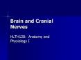 Brain and Cranial Nerves PowerPoint PPT Presentation