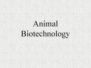 Animal Biotechnology