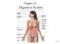 Digestive System PowerPoint PPT Presentation