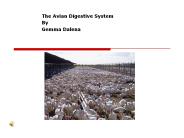 The Avian Digestive System
