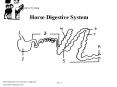 Horse Digestive System 1. Esophagus 5. Large intestine (8 PowerPoint PPT Presentation