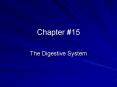 The Digestive System PowerPoint PPT Presentation