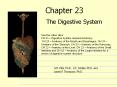 The Digestive System PowerPoint PPT Presentation