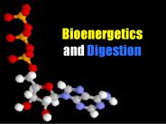 Bioenergetics and Digestion