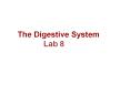 The Digestive System PowerPoint PPT Presentation
