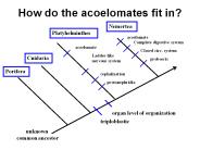 How do the acoelomates fit in?