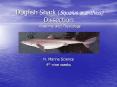 Dogfish Shark (Squalus acanthius) Dissection: Anatomy and Physiology PowerPoint PPT Presentation
