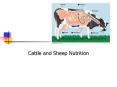 Cattle and Sheep Nutrition PowerPoint PPT Presentation
