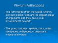 Phylum Arthropoda PowerPoint PPT Presentation