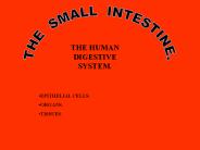 THE SMALL INTESTINE.