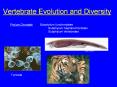 Vertebrate Evolution and Diversity PowerPoint PPT Presentation