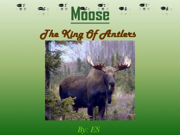 Moose