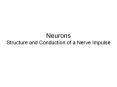 Neurons Structure and Conduction of a Nerve Impulse PowerPoint PPT Presentation