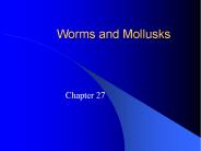 Worms and Mollusks