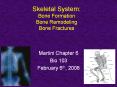 Skeletal System: Bone Formation Bone Remodeling Bone Fractures PowerPoint PPT Presentation