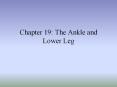 Chapter 19: The Ankle and Lower Leg PowerPoint PPT Presentation
