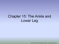Chapter 15: The Ankle and Lower Leg PowerPoint PPT Presentation
