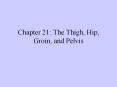 Chapter 21: The Thigh, Hip, Groin, and Pelvis PowerPoint PPT Presentation