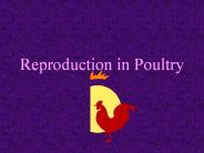 Reproduction in Poultry